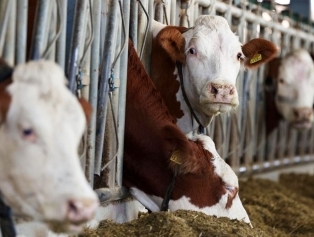 Kırsalda Üretim Soğuk Zincirle Değer Kazanıyor Galeri